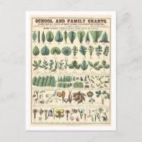Organigramme pédagogique pour Feuilles, Fleurs
