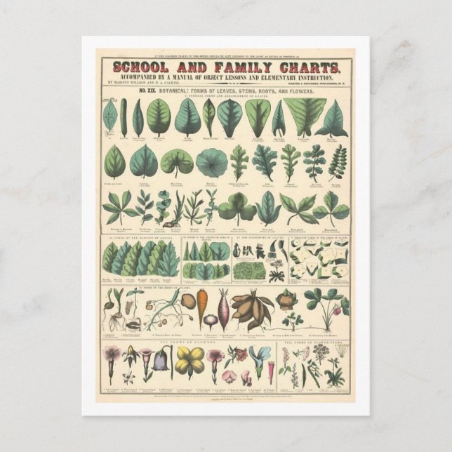 Carte Postale Organigramme pédagogique pour Feuilles, Fleurs (Devant)