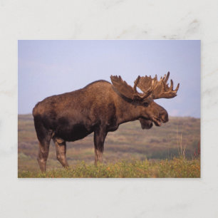 Carte Postale orignal, Alces alces, taureau aux gros bois
