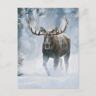 Carte Postale Orignal mâle marchant à travers la neige boréale
