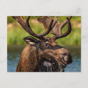 Carte Postale Orignal mâle se nourrissant dans le parc national 