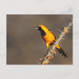 Carte Postale Oriole à capuchon sur une branche