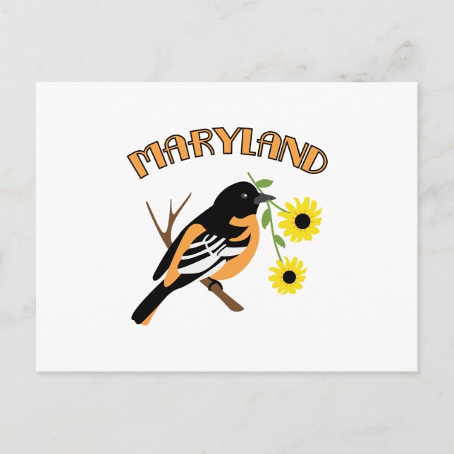 Carte Postale Oriole du Maryland (Devant)