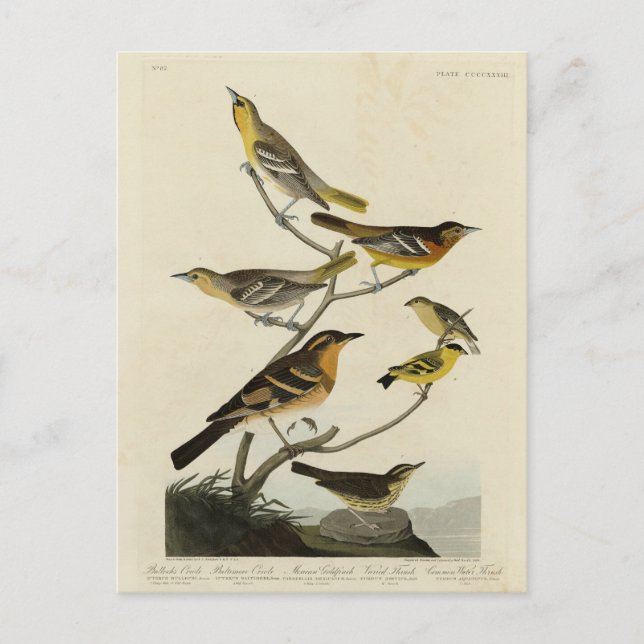 Carte Postale Orioles, Thrushes, des oiseaux d'Amérique d'Audubo (Devant)