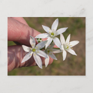 Carte Postale Ornithogalum umbellatum