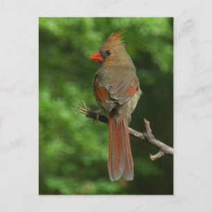 Carte postale ornithologique du Nord