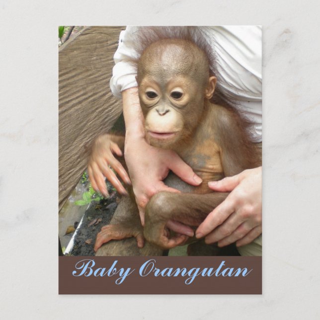 Carte Postale Orphan Baby Orangutan (Devant)