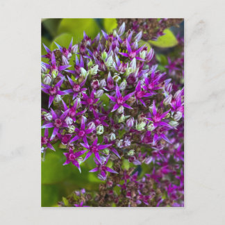 Carte Postale Orpin pourpre sedum fleurit, en forme d'étoile