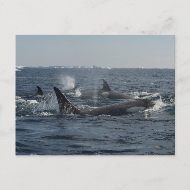 Carte Postale orque (Devant)