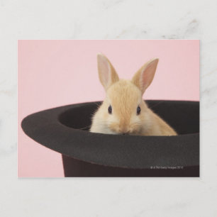 Carte Postale Oryctolagus cuniculus