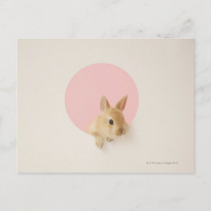 Carte Postale Oryctolagus cuniculus 3