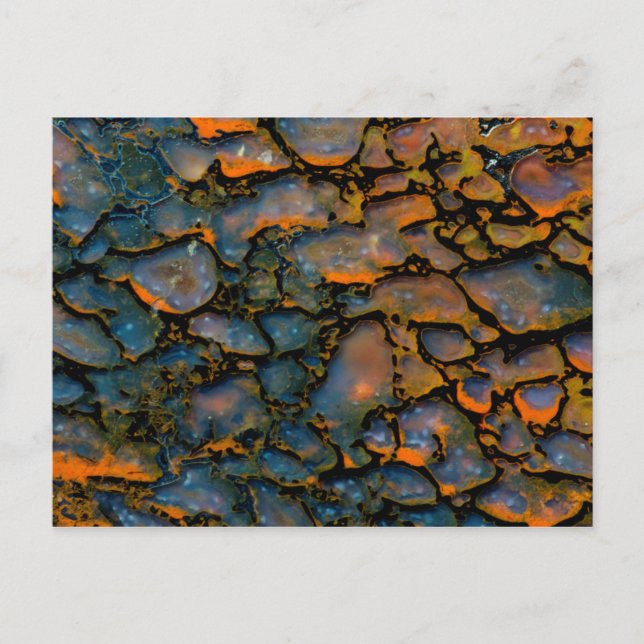 Carte Postale Os de dinosaure d'Orange Petrifié (Devant)