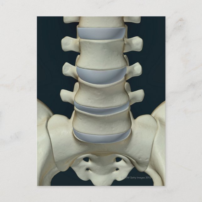 Carte Postale Os de Lumbar Vertebrae 2 (Devant)