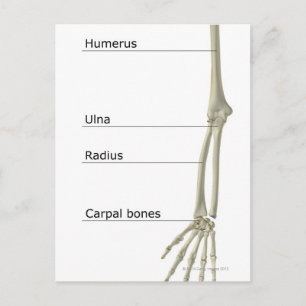 Carte Postale Os du membre supérieur
