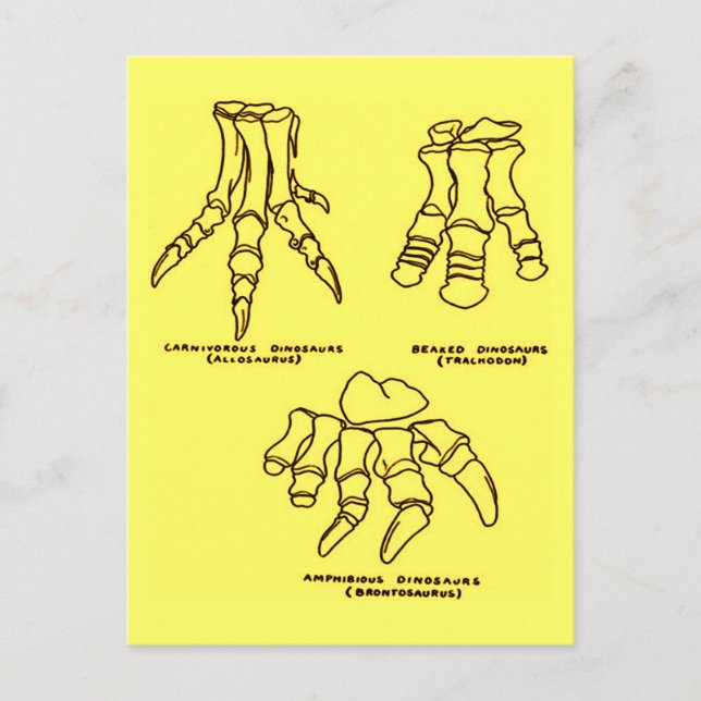 Carte Postale Os Pieds Dinosaur (Devant)