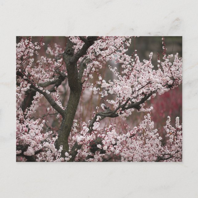 Carte Postale Osaka, Japon (Devant)