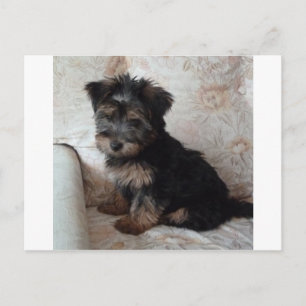 Carte Postale Oscar le chiot Yorkshire Terrier
