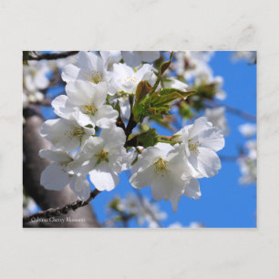 Carte Postale Oshima Cherry Blossoms [Carte postale]