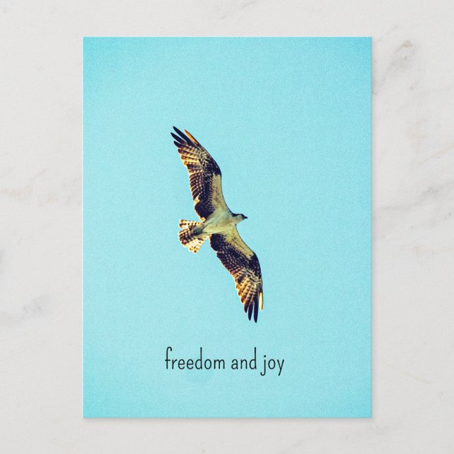 Carte Postale Osprey (Devant)