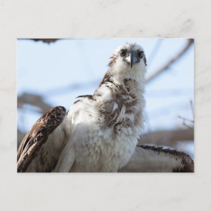 Carte Postale Osprey