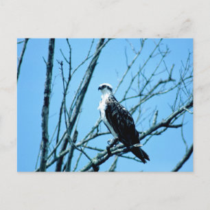 Carte Postale Osprey