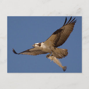 Carte Postale Osprey Fisher