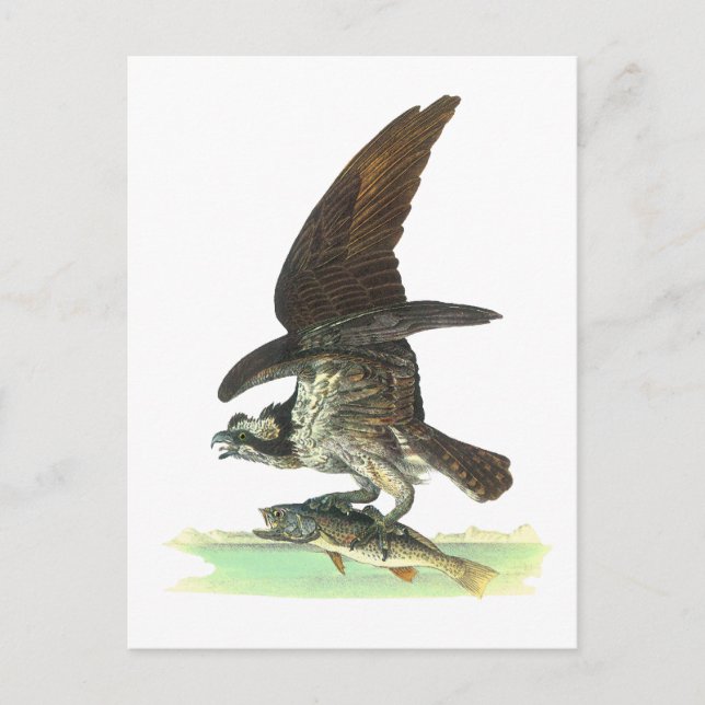Carte postale : Osprey - John Audubon (Devant)