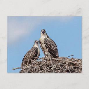 Carte Postale Osprey juvénile dans le nid