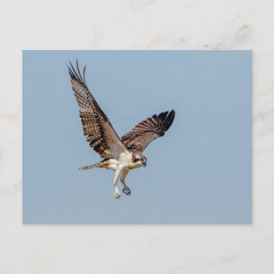 Carte Postale Osprey juvénile en vol