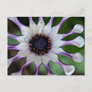 Carte Postale Osteospermum Nasinga blanc