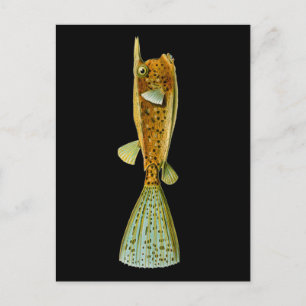 Carte Postale Ostracion cornutus (Coquine de mer), Haeckel Fine