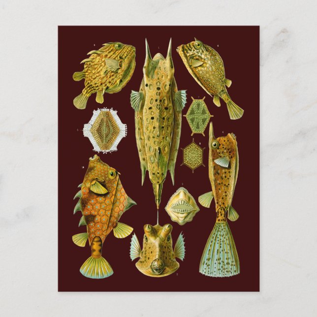 Carte Postale Ostraciontes (Coquille), Ernst Haeckel Fine Art (Devant)