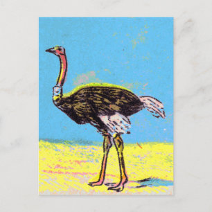 Carte Postale Ostrich