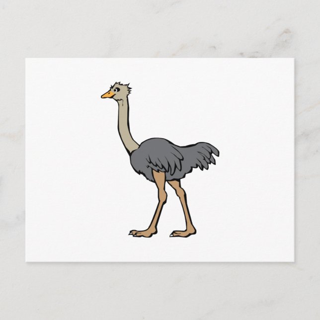 Carte Postale Ostrich (Devant)