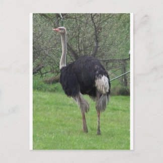 Carte Postale Ostrich