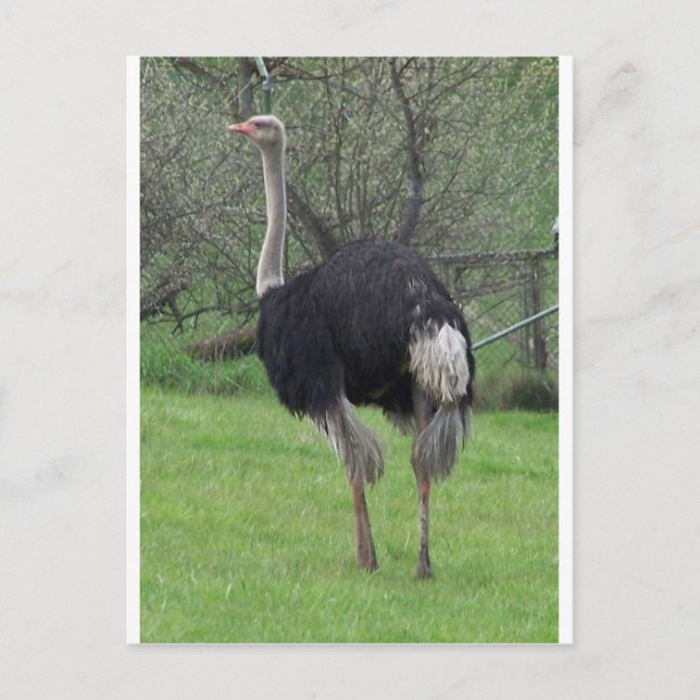 Carte Postale Ostrich (Devant)