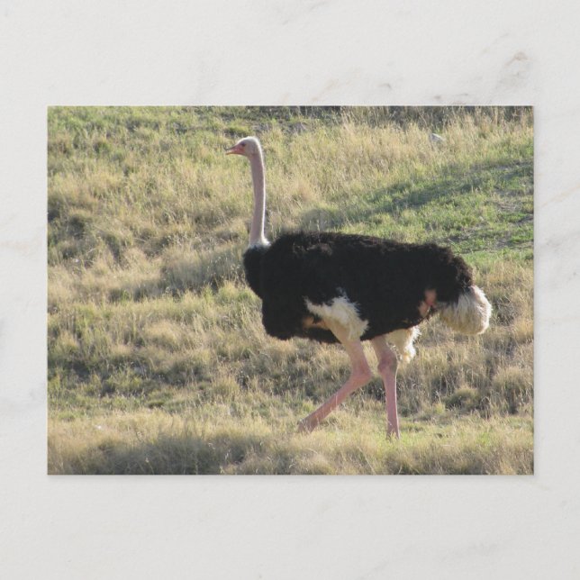 Carte Postale Ostrich (Devant)