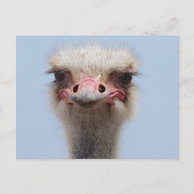 Carte Postale Ostrich (Devant)