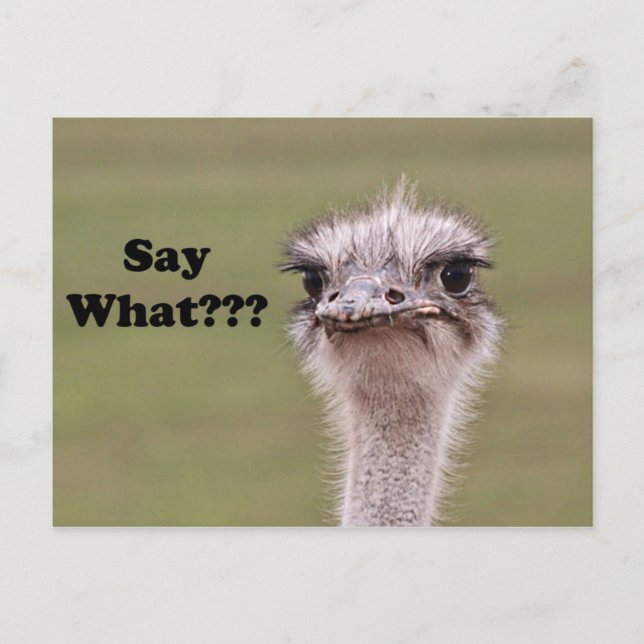 Carte Postale Ostrich Head Dit Ce Drôle Mot (Devant)