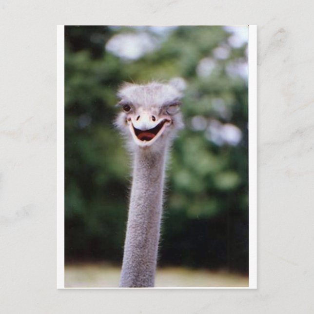 Carte Postale Ostrich Winking - Drôle (Devant)