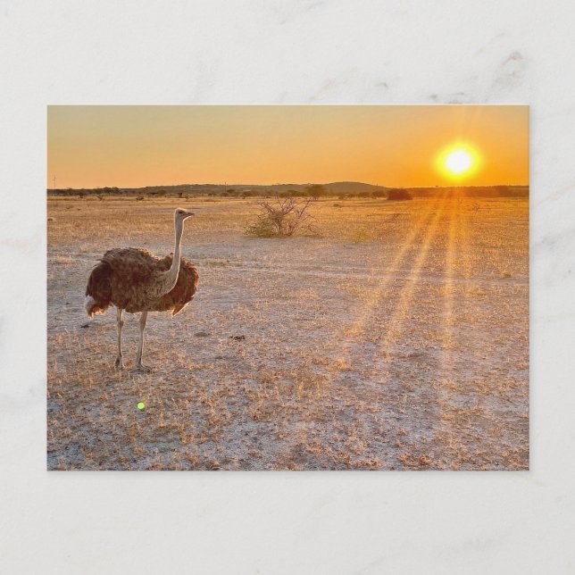 Carte Postale ostriche (Devant)