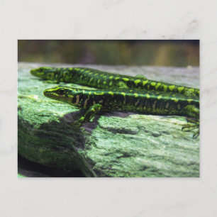 Carte Postale Otago Skink