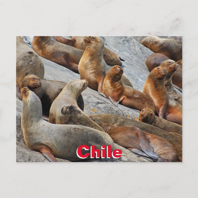 Carte Postale Otaries en Patagonie, Chili (Devant)