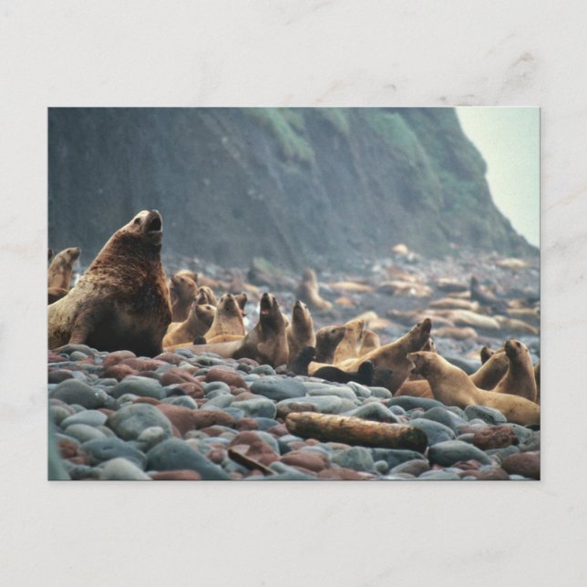Carte Postale Otaries stellaires sur l'île de Buldir (Devant)