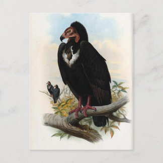 Carte Postale Otogyps Calvus. Vautour noir