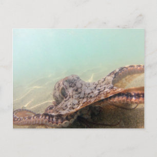 Carte Postale Otopus d'Hawaï