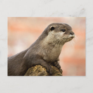 Carte postale Otter