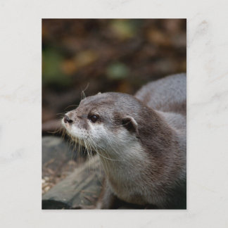 Carte Postale Otter