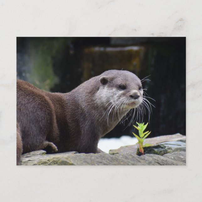 Carte Postale Otter (Devant)