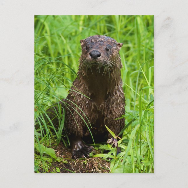 Carte Postale Otter (Devant)